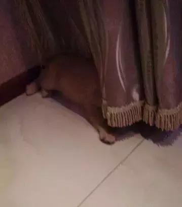 养一条狗真不容易,金毛如果一直长不大就好了