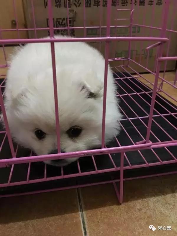 我是怎样把狗狗养死的（二）：我只是给它洗了个澡啊