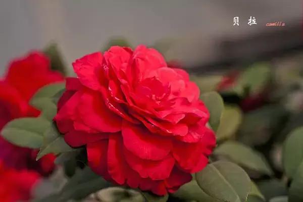 四大名花之山茶,中国百种山茶图片