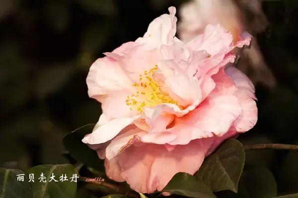 四大名花之山茶,中国百种山茶图片