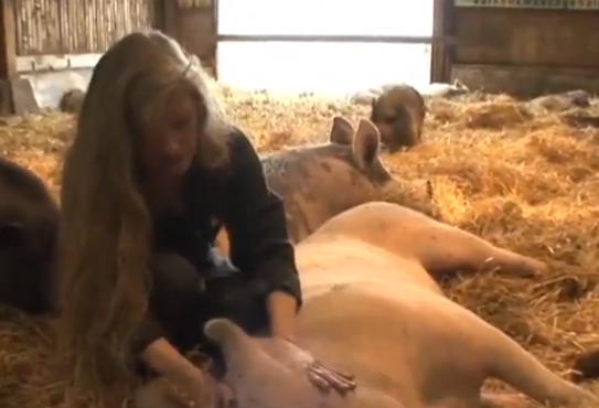 爱猪人士来袭：这个养猪场专门拯救猪，然后给它们养老送终！