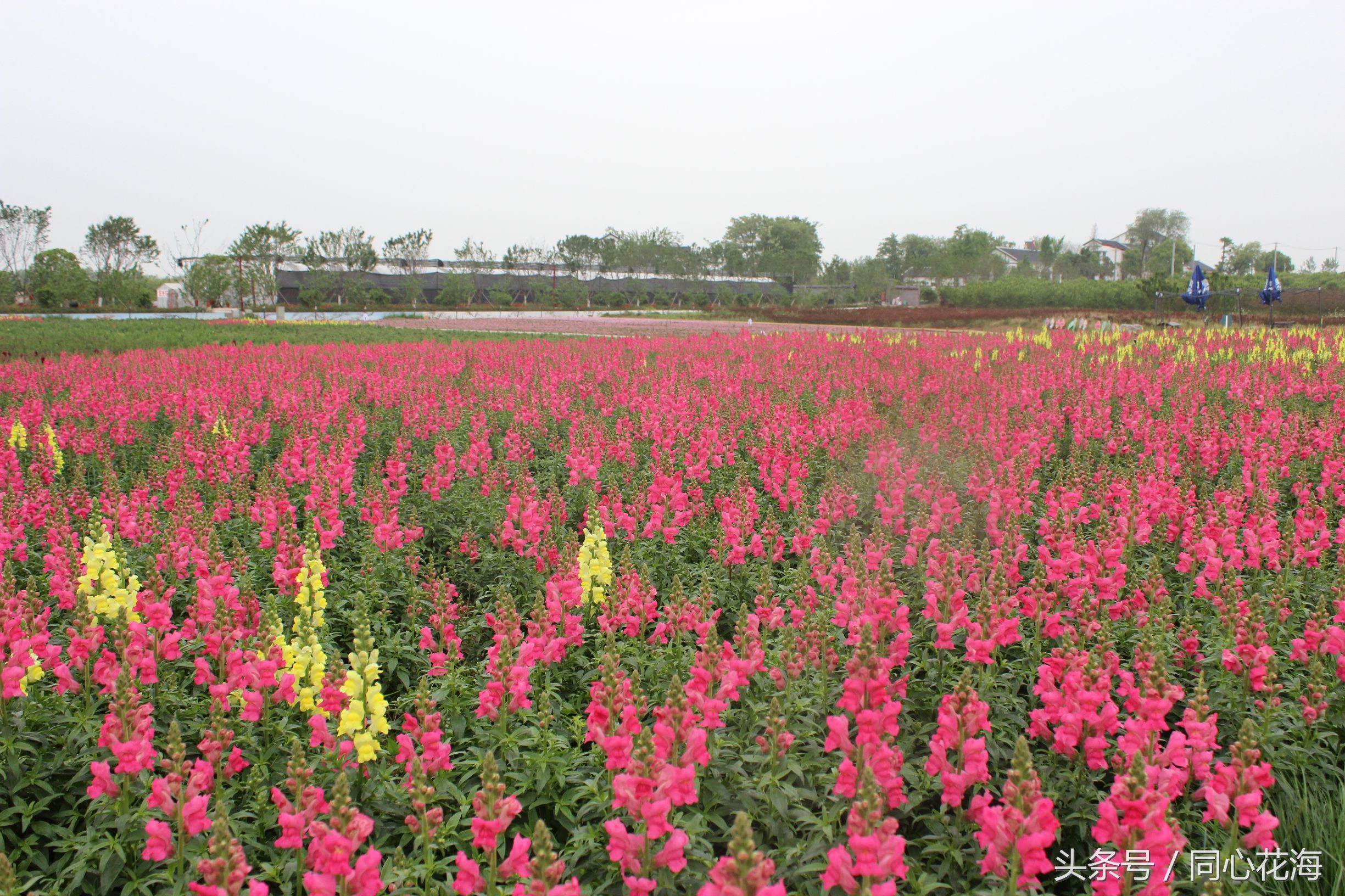 美丽的金鱼草花海,金鱼草花海