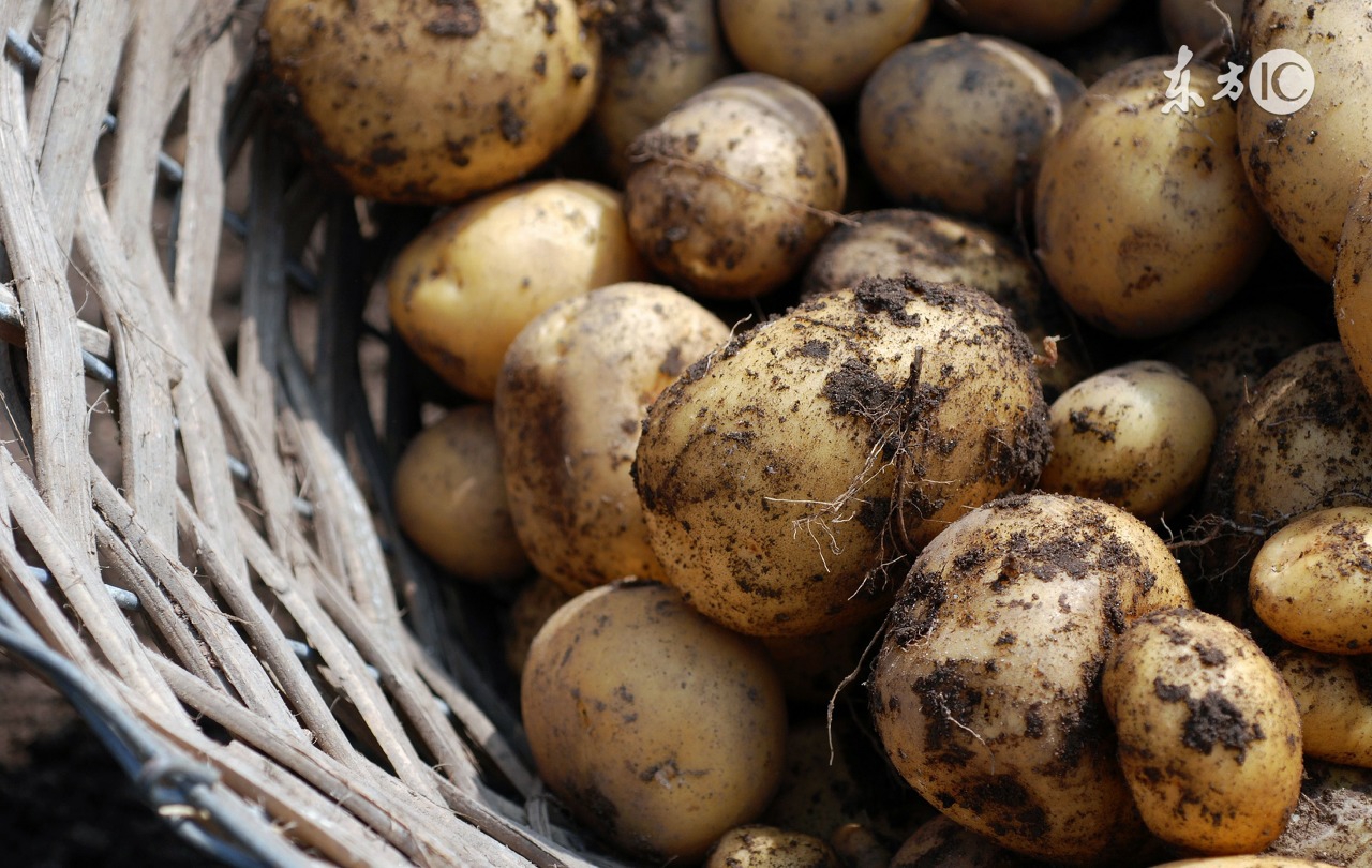 运城市春季土豆种植,北方春季种植土豆