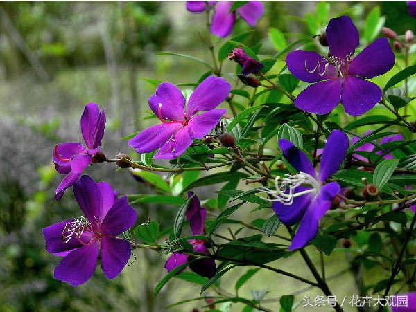 盘点哪些优美的花又不常见,盘点那些不好看的花