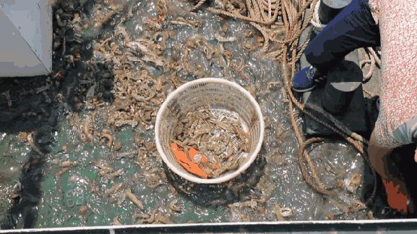 比手臂还粗的皮皮虾你吃过了吗,比手臂还大的皮皮虾吃起来超过瘾