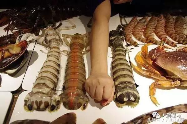 比手臂还粗的皮皮虾你吃过了吗,比手臂还大的皮皮虾吃起来超过瘾