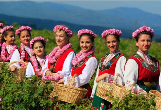 大马士革玫瑰的美丽,大马士革玫瑰和无人区玫瑰