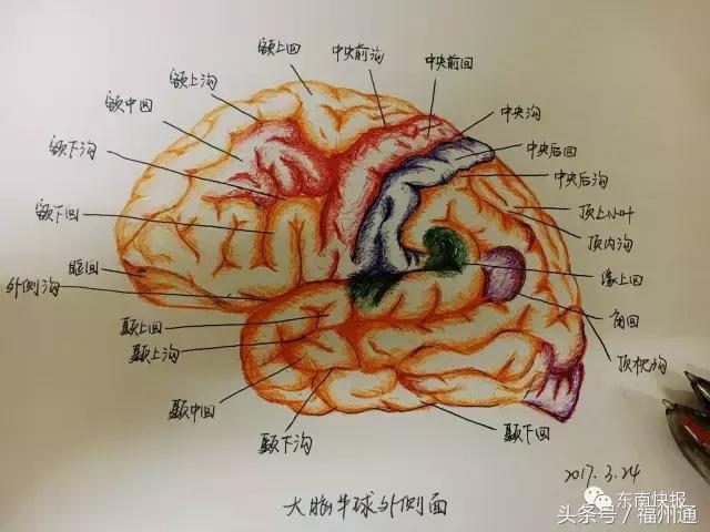 这美女厉害了!福州女大学生手绘人体解剖图太逼真!