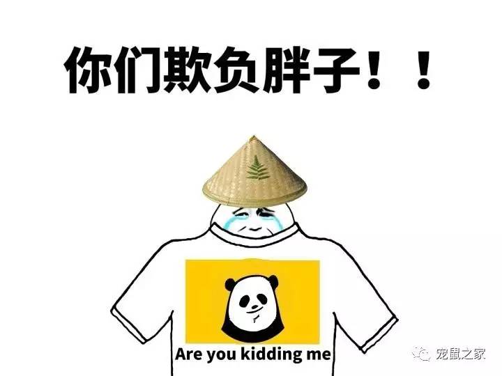 荷兰猪适宜的温度,荷兰猪夏天降温视频教学