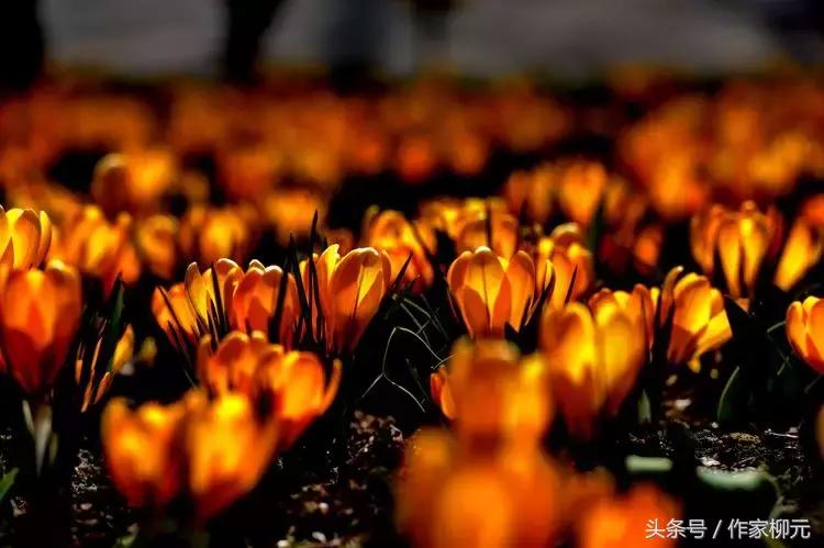 银川花博园郁金香花海,银川花博园游览图