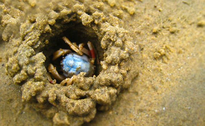 2900万年前的螃蟹,3500万年前的石头螃蟹