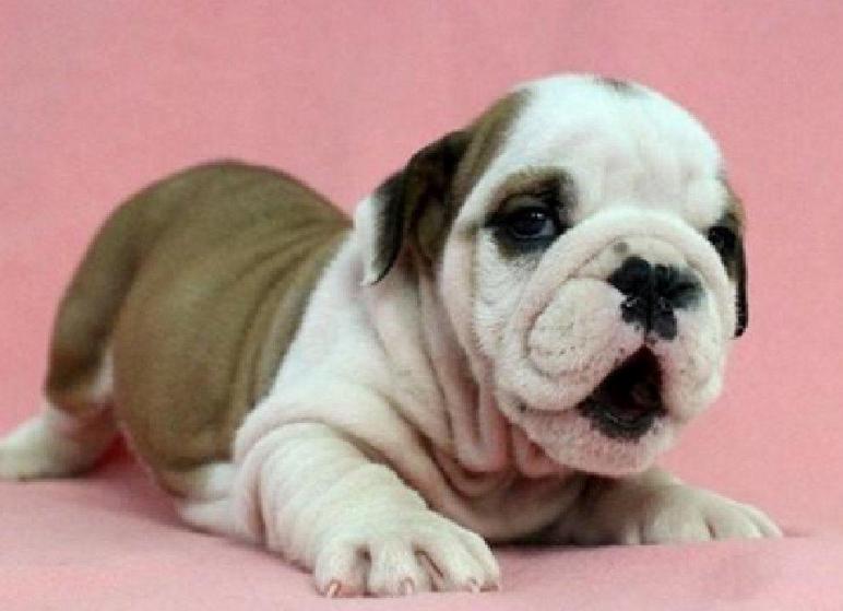 斗牛犬为啥那么丑,为什么斗牛犬那么贵