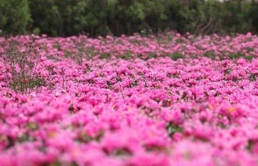 大马士革玫瑰的美丽,大马士革玫瑰和无人区玫瑰