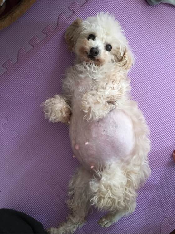 小贵宾怀孕20天不爱吃东西怎么办,贵宾怀孕一个月身体变化