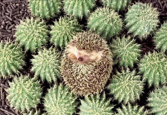养一只刺猬,这么可爱的刺猬你也想养一只吗