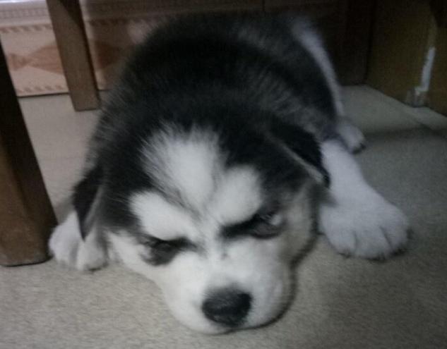 细小病毒对狗的伤害,宠物细小病毒感染