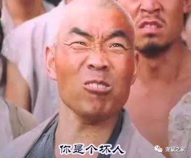 荷兰猪适宜的温度,荷兰猪夏天降温视频教学