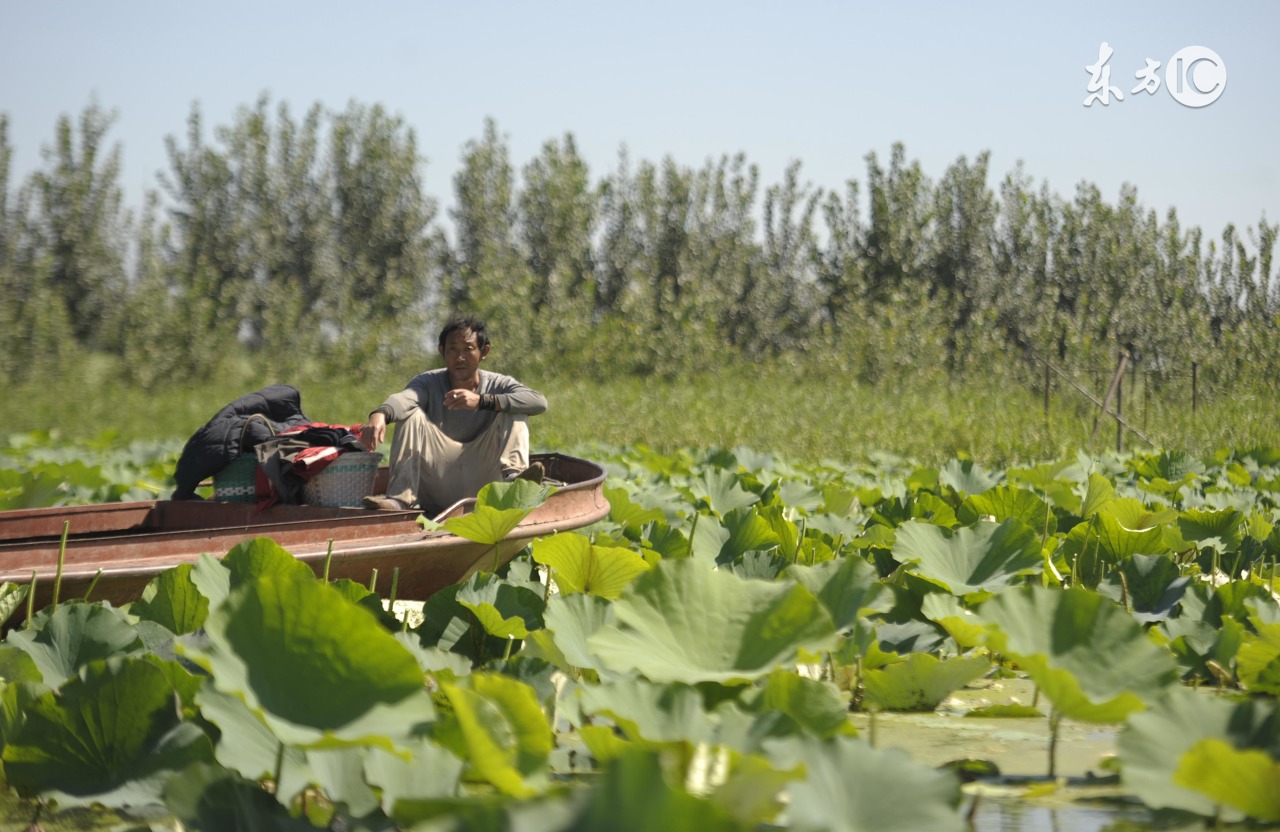 五一安新白洋淀景区,雄安新区白洋淀一日游