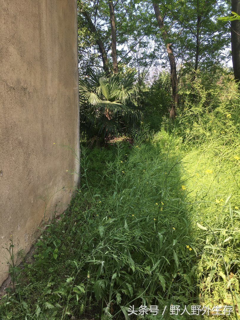 野生枸杞芽野菜,美味的纯天然野菜