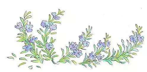 回忆的迷迭香,盛开的迷迭香