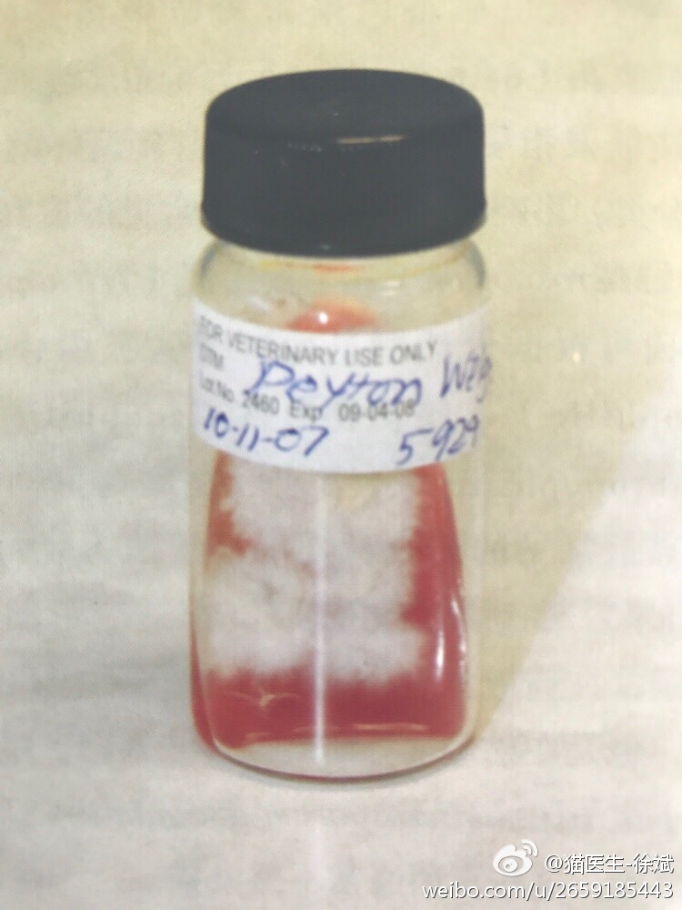 布偶猫癣怎样预防,猫癣的预防和治疗方法