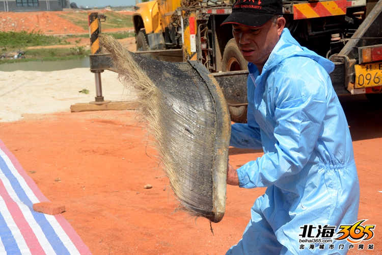 这条8米长的“大咸鱼”，上次北海错过之后等了16年