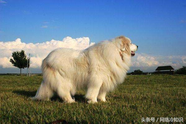 大白熊犬到底凶不凶,大白熊犬寿命是多少