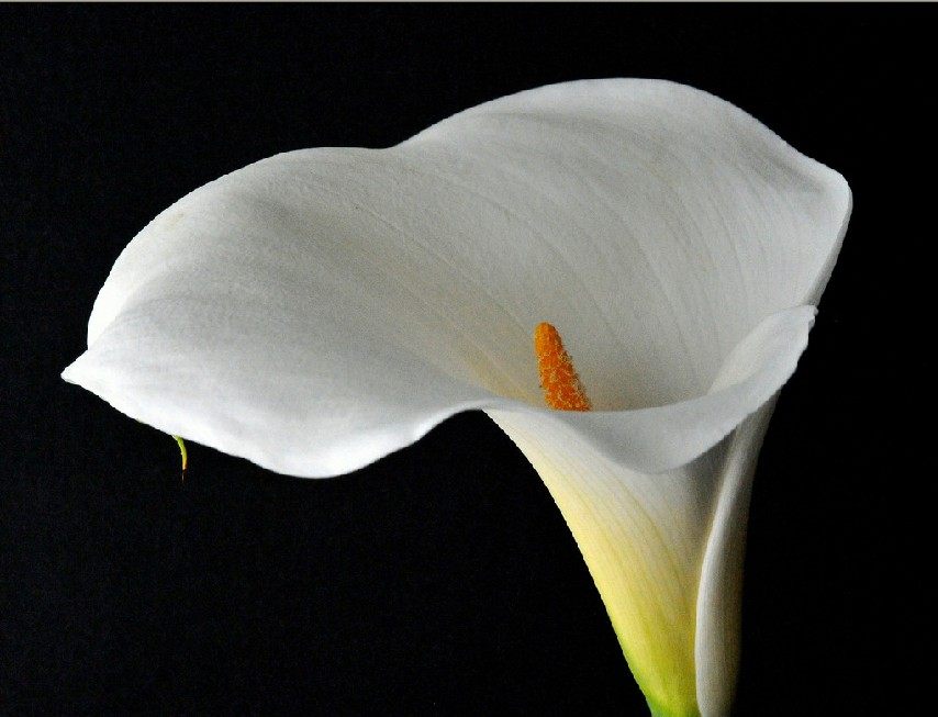 马蹄莲挺秀雅致，花苞洁白，叶片翠绿，可药用清热解毒，治烫伤