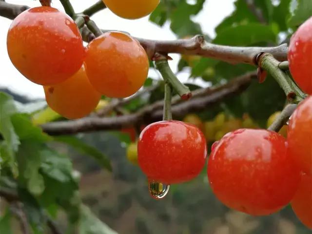 攀枝花哪里的樱桃最好吃,攀枝花市米易县的樱桃