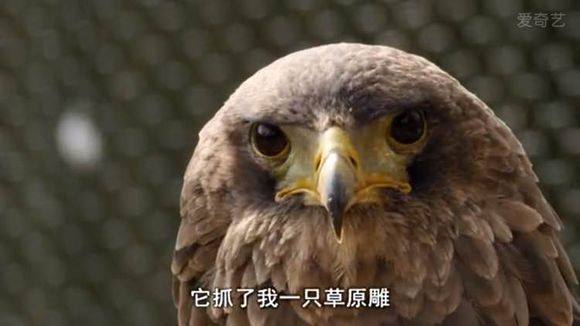 5只平头哥大战一头狮子,狮子隔着铁网吼了平头哥一声