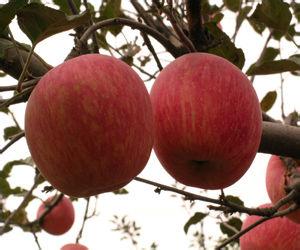 病毒腹泻与细菌腹泻用什么药治疗,宝宝腹泻怎么治吃什么药