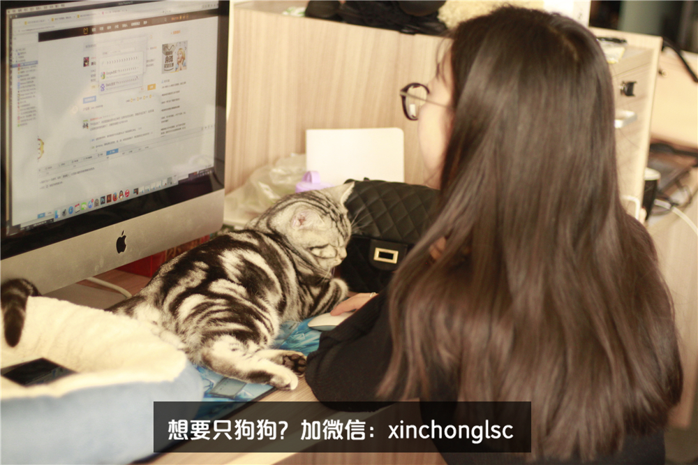 这家公司在办公室里养了十几只宠物员工幸福指数真高