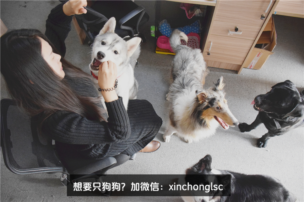 这家公司在办公室里养了十几只宠物员工幸福指数真高