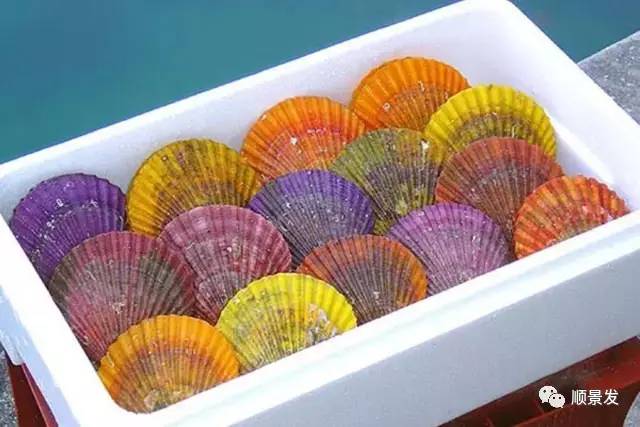 贝类海鲜的品种及图片大全,常见的贝类海鲜图片大全及名称