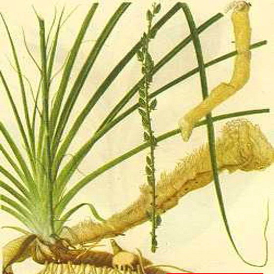 白虎汤合知柏地黄汤,白虎汤和知柏地黄丸