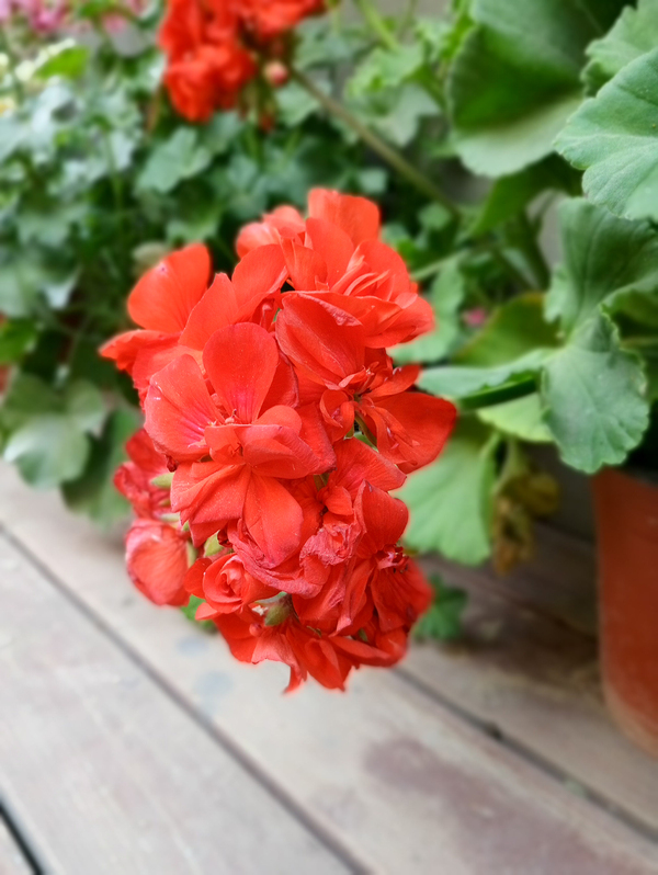 乐视第一版,乐视pro3双摄和ai版有什么区别