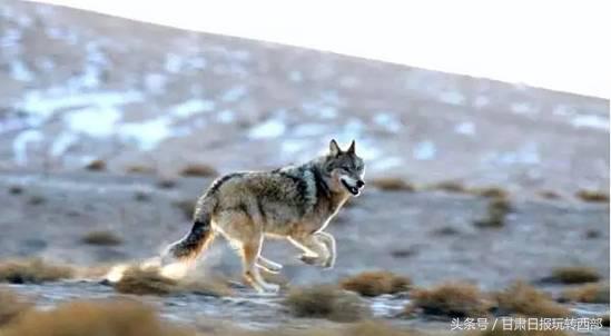 甘肃这个小边防县，人少景美就算了，居然还有雪豹棕熊和赤狐！