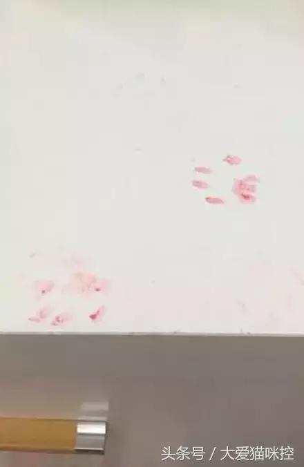 主人起床后发现脸上全是印泥,调查后发现,凶手是它