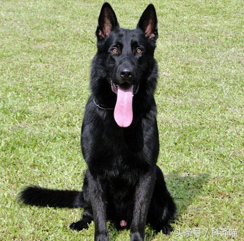 不怕冷的宠物狗有哪些,十种不怕冷的宠物狗有哪些