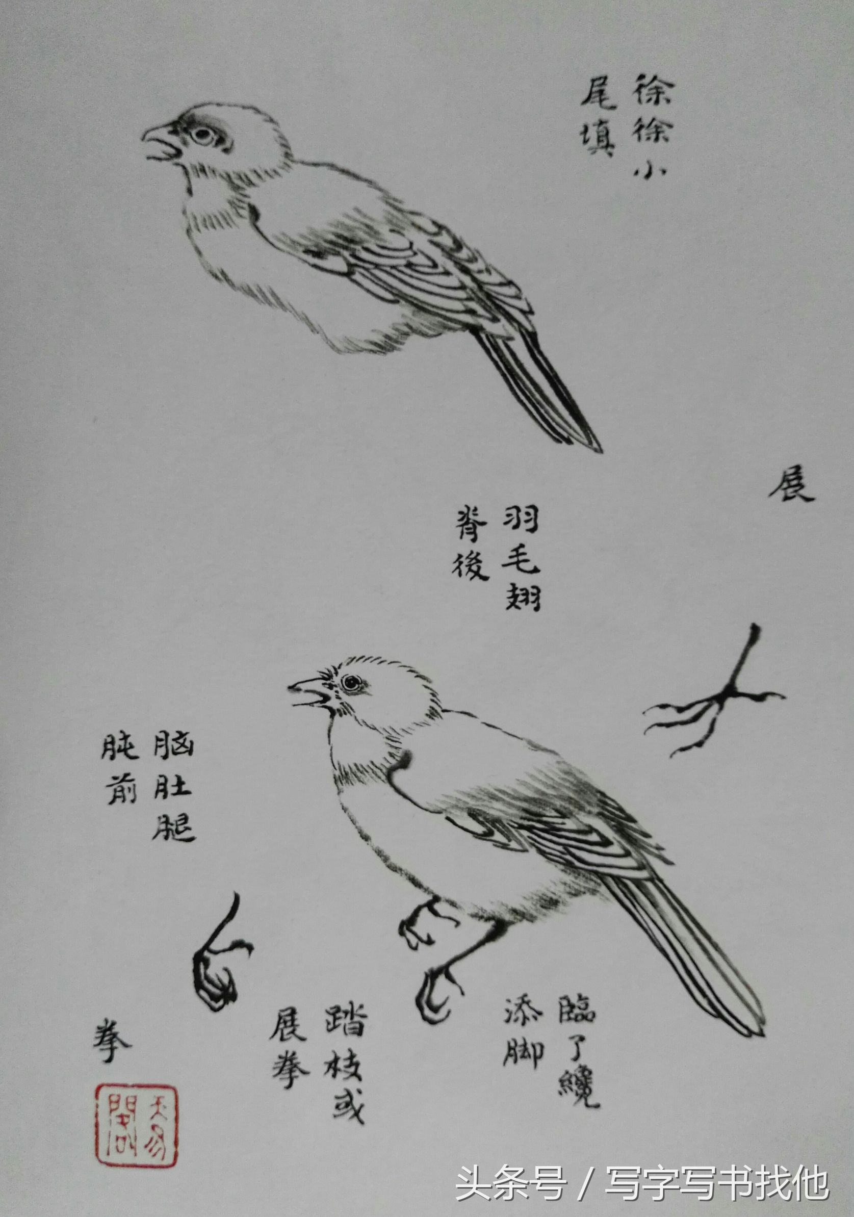 100幅鸟的画法内附绘画步骤,画鸟初学者入门步骤