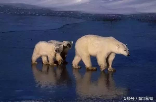 假期一定要带孩子看的5部纪录片,孩子必看的10部自然纪录片