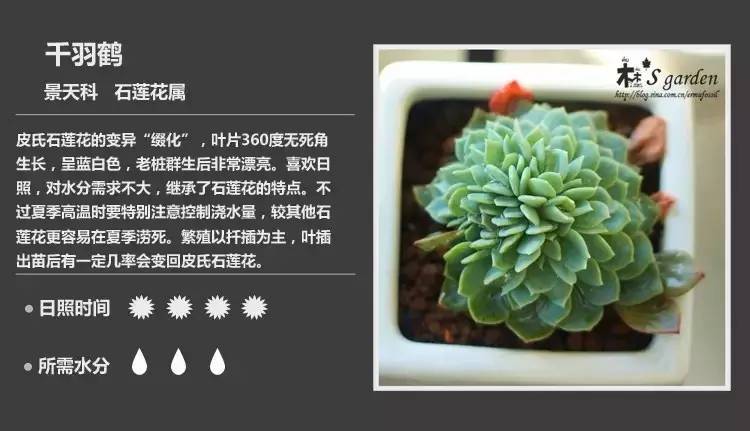 所有多肉植物的名字大全及图片,多肉植物的各种名字大全集