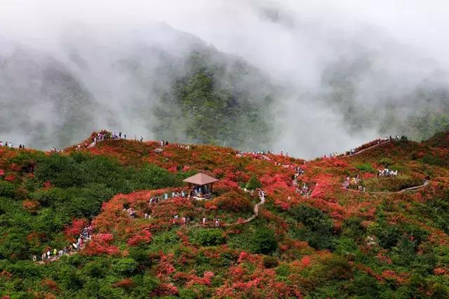 浏阳大围山杜鹃花旅游攻略,湖南浏阳大围山杜鹃花节一日游