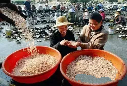 珍珠养殖过程揭秘,珍珠养殖要多久