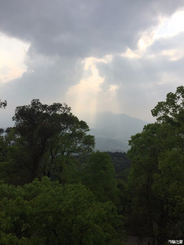 天下第一筇竹,天下第一竹林