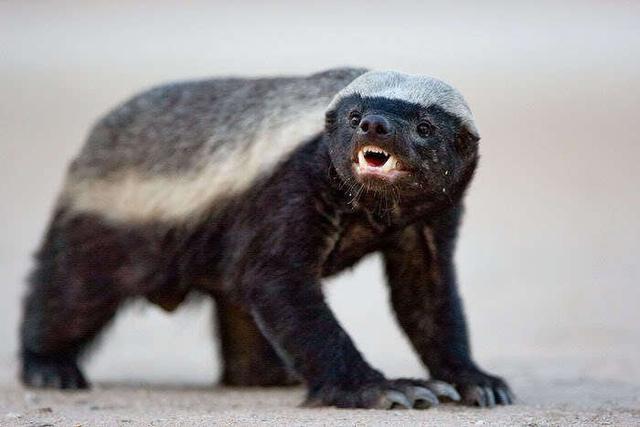 非洲达康书记——平头哥蜜獾