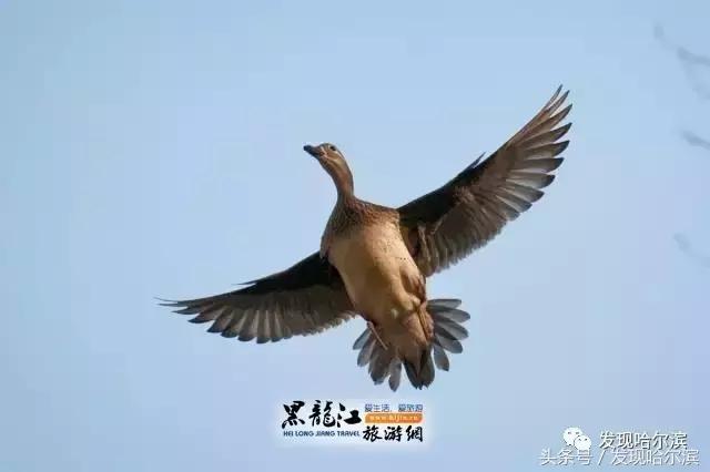 春天哈尔滨好玩的地方,哈尔滨春天景色