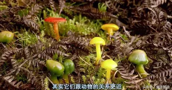假期一定要带孩子看的5部纪录片,孩子必看的10部自然纪录片