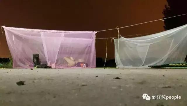 百日虫蝈蝈大概多少钱,百日虫蝈蝈价格