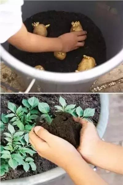 适合阳台种植的蔬菜有哪些特性,在家阳台怎么种蔬菜